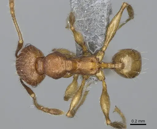 Pheidole mantadia specimen CASENT0923169 image casent0923169_1