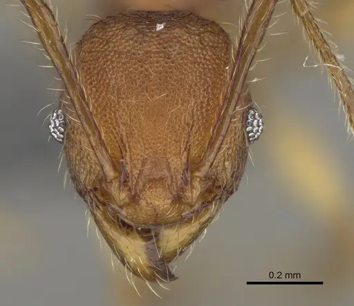 Pheidole mantadia specimen CASENT0923169 image casent0923169_2