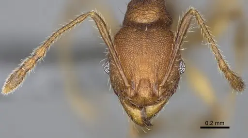 Pheidole mantadia specimen CASENT0923169 image casent0923169_3