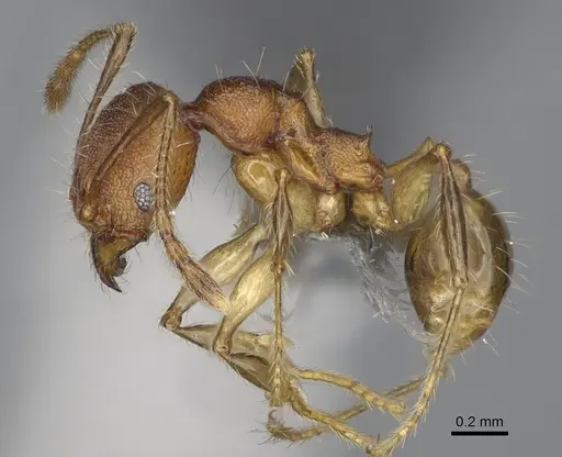 Pheidole mantadia specimen CASENT0923169 image casent0923169_4