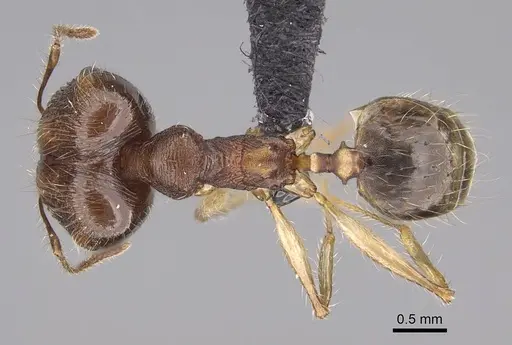 Pheidole mantadioflava specimen CASENT0161442 image casent0161442_1