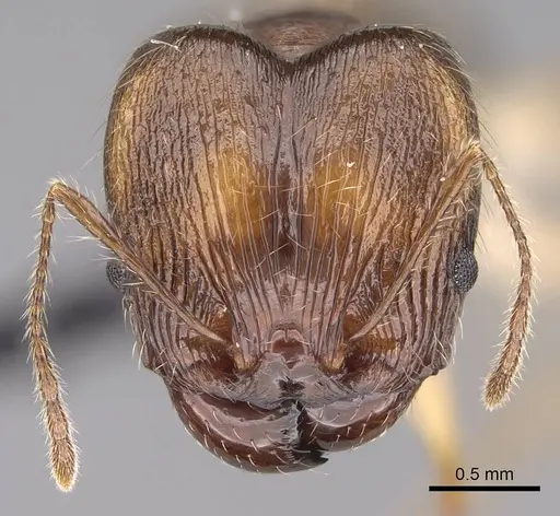 Pheidole mantadioflava specimen CASENT0161442 image casent0161442_2