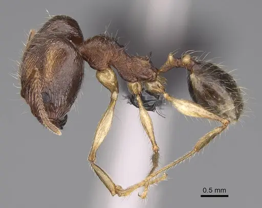 Pheidole mantadioflava specimen CASENT0161442 image casent0161442_3