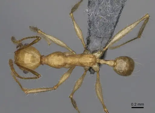 Pheidole mantadioflava specimen CASENT0301826 image casent0301826_1
