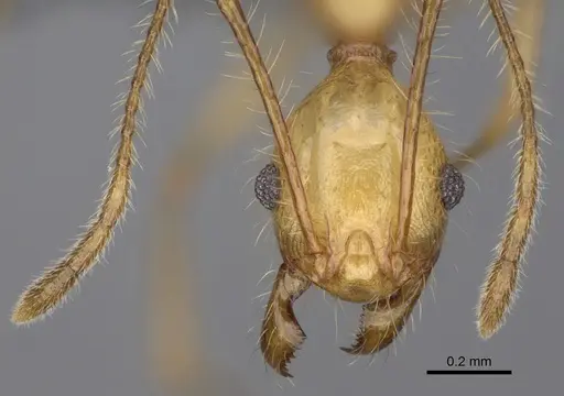 Pheidole mantadioflava specimen CASENT0301826 image casent0301826_2