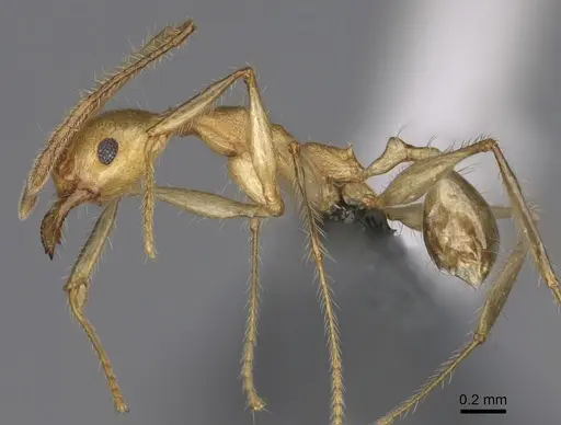 Pheidole mantadioflava specimen CASENT0301826 image casent0301826_3