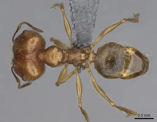Pheidole mantadioflava specimen CASENT0923250 image casent0923250_1