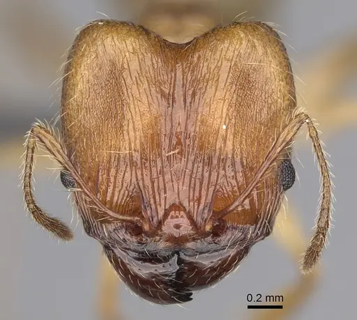 Pheidole mantadioflava specimen CASENT0923250 image casent0923250_2