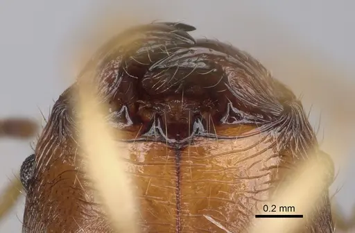 Pheidole mantadioflava specimen CASENT0923250 image casent0923250_3