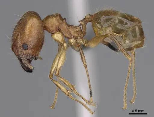 Pheidole mantadioflava specimen CASENT0923250 image casent0923250_4