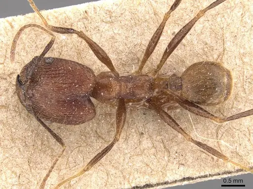 Pheidole manteroi specimen CASENT0905768 image casent0905768_1