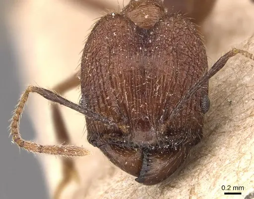 Pheidole manteroi specimen CASENT0905768 image casent0905768_2