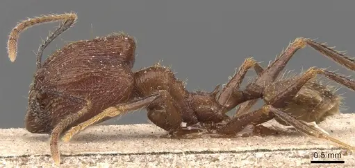 Pheidole manteroi specimen CASENT0905768 image casent0905768_3
