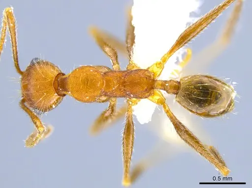 Pheidole mantilla specimen CASENT0611883 image casent0611883_1