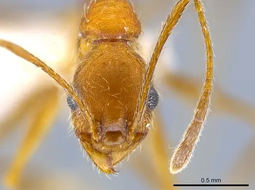 Pheidole mantilla specimen CASENT0611883 image casent0611883_2
