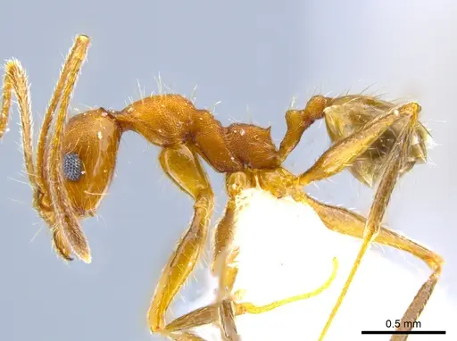 Pheidole mantilla specimen CASENT0611883 image casent0611883_3
