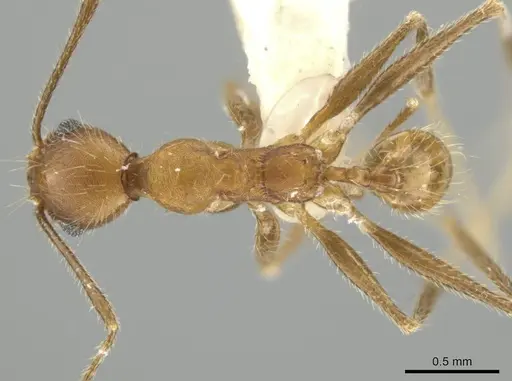 Pheidole mantilla specimen CASENT0646670 image casent0646670_1
