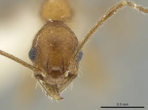 Pheidole mantilla specimen CASENT0646670 image casent0646670_2