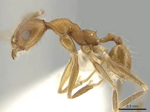 Pheidole mantilla specimen CASENT0646670 image casent0646670_3