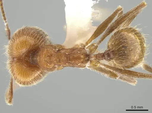 Pheidole mantilla specimen INBIOCRI002279466 image inbiocri002279466_1
