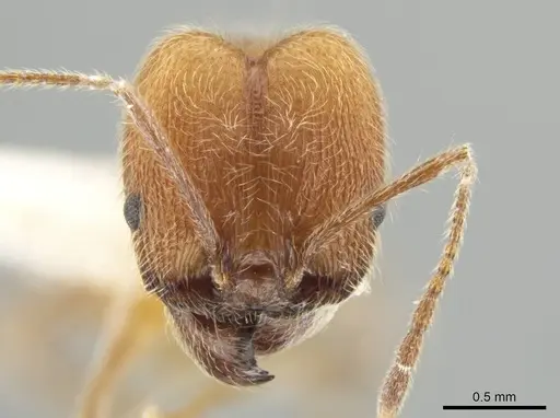 Pheidole mantilla specimen INBIOCRI002279466 image inbiocri002279466_2