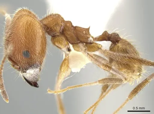 Pheidole mantilla specimen INBIOCRI002279466 image inbiocri002279466_3