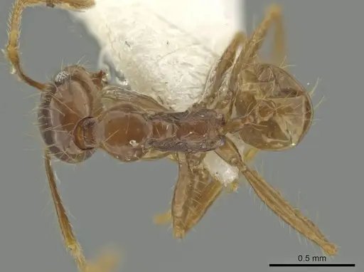 Pheidole manuana specimen CASENT0645823 image casent0645823_1