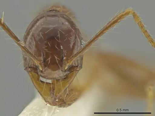 Pheidole manuana specimen CASENT0645823 image casent0645823_2