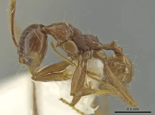 Pheidole manuana specimen CASENT0645823 image casent0645823_3
