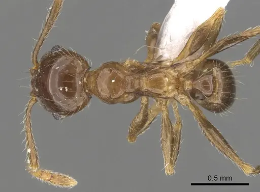 Pheidole manuana specimen CASENT0901632 image casent0901632_1