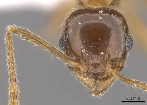 Pheidole manuana specimen CASENT0901632 image casent0901632_2