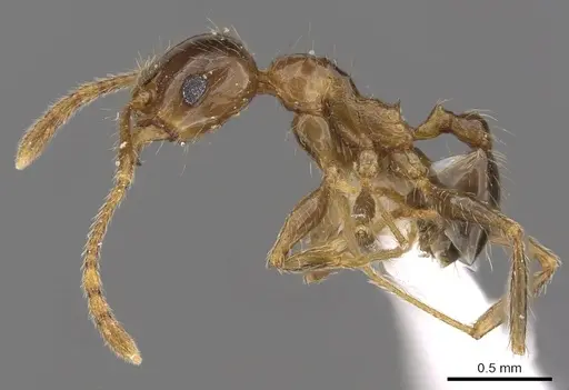 Pheidole manuana specimen CASENT0901632 image casent0901632_3