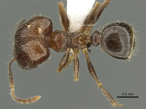 Pheidole manuana specimen CASENT0901633 image casent0901633_1