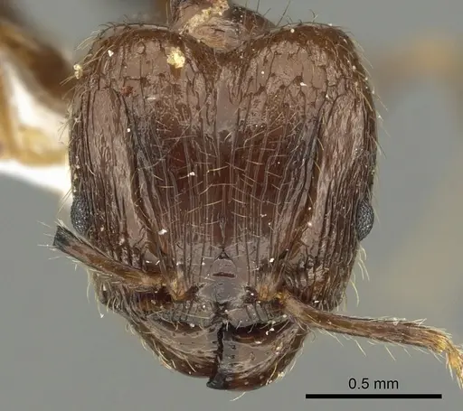 Pheidole manuana specimen CASENT0901633 image casent0901633_2