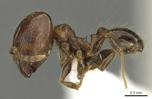 Pheidole manuana specimen CASENT0901633 image casent0901633_3