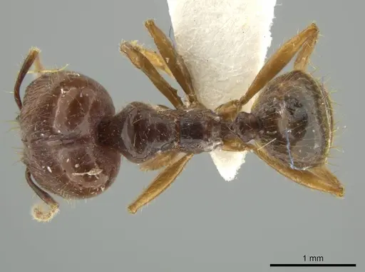 Pheidole manuana specimen JTLC000016447 image jtlc000016447_1