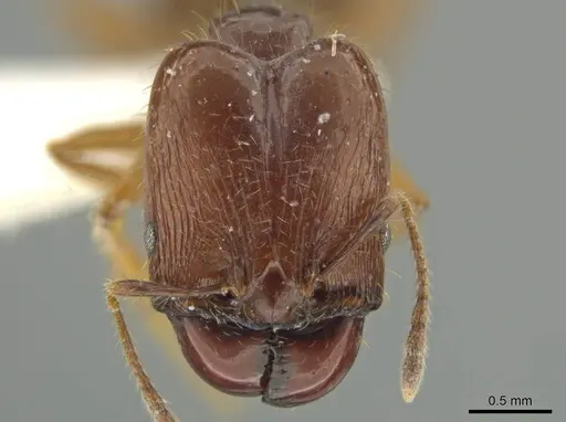 Pheidole manuana specimen JTLC000016447 image jtlc000016447_2