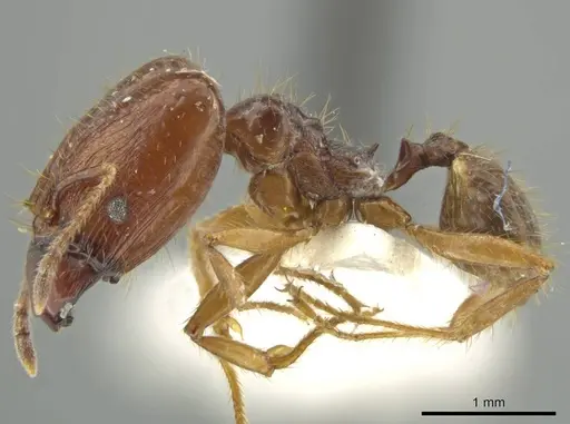 Pheidole manuana specimen JTLC000016447 image jtlc000016447_3