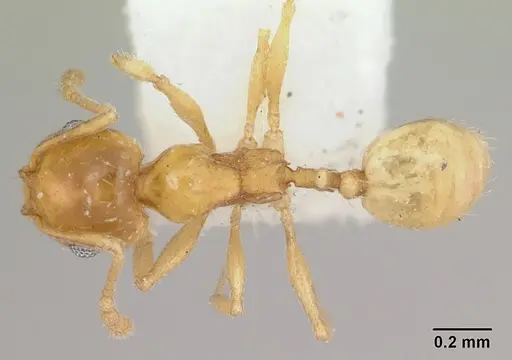 Pheidole marcidula specimen CASENT0172966 image casent0172966_1