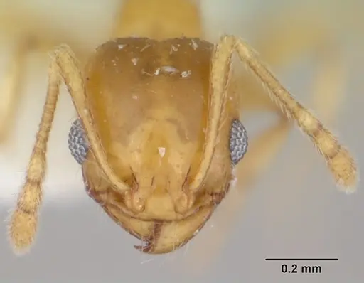 Pheidole marcidula specimen CASENT0172966 image casent0172966_2