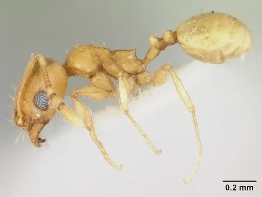 Pheidole marcidula specimen CASENT0172966 image casent0172966_3