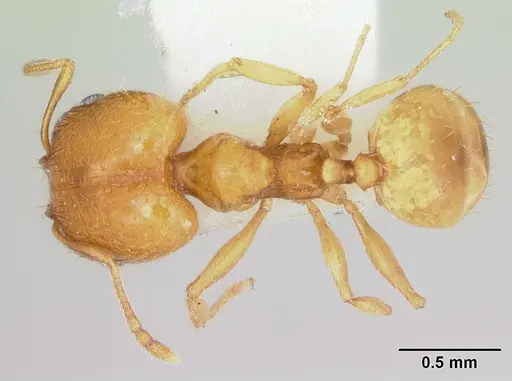 Pheidole marcidula specimen CASENT0172967 image casent0172967_1