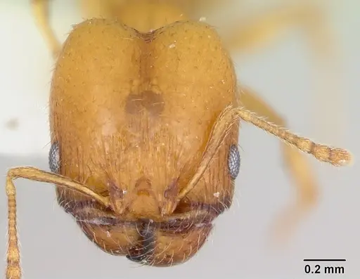 Pheidole marcidula specimen CASENT0172967 image casent0172967_2
