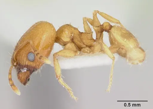 Pheidole marcidula specimen CASENT0172967 image casent0172967_3