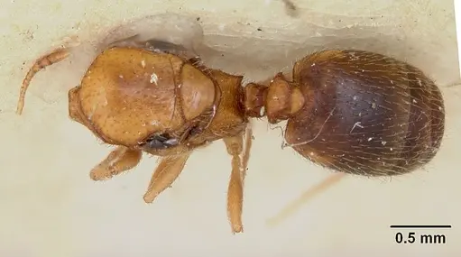 Pheidole marcidula specimen CASENT0172968 image casent0172968_1