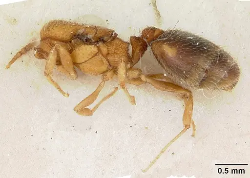 Pheidole marcidula specimen CASENT0172968 image casent0172968_3