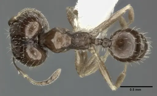 Pheidole marcidula specimen CASENT0246105 image casent0246105_1