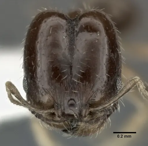 Pheidole marcidula specimen CASENT0246105 image casent0246105_2