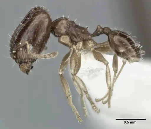 Pheidole marcidula specimen CASENT0246105 image casent0246105_3