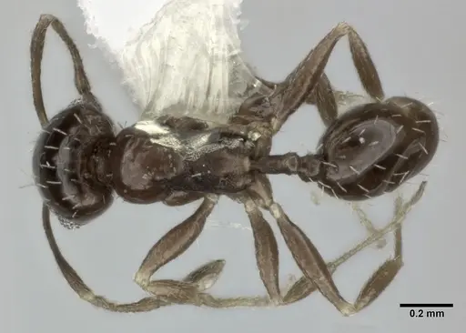Pheidole marcidula specimen CASENT0246106 image casent0246106_1